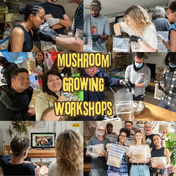 Mushroom growing workshops at Adi's Urban Mushrooms - participants preparing substrate bags and learning cultivation