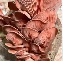 Freshly harvested pink oyster mushrooms