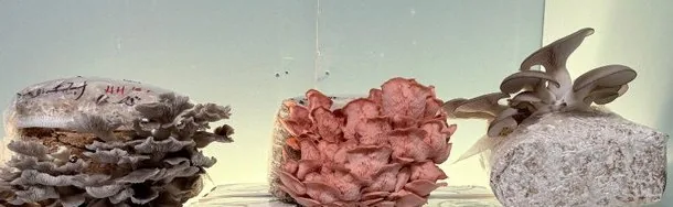 Mushroom grow kits fruiting with oyster varieties