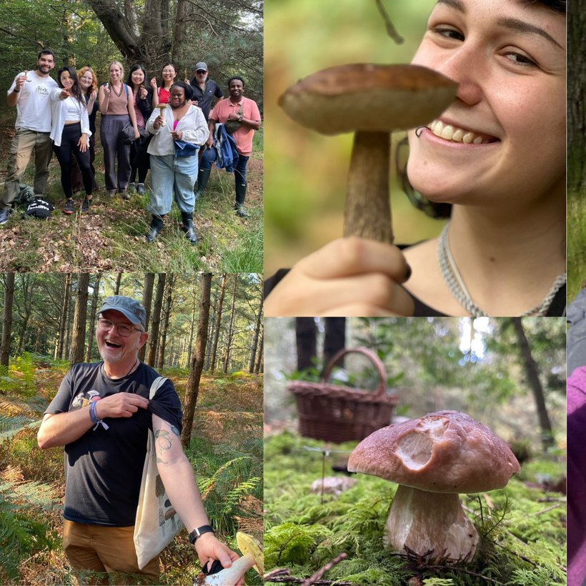 Team and corporate mushroom foraging days in West Sussex woodland
