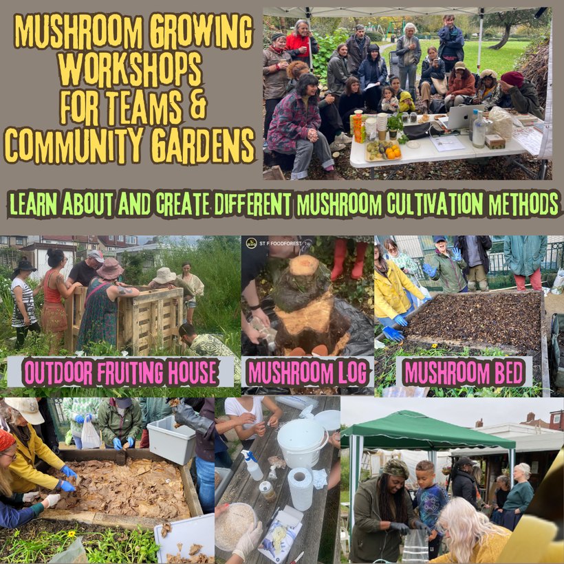 Mushroom growing workshops for teams and community gardens